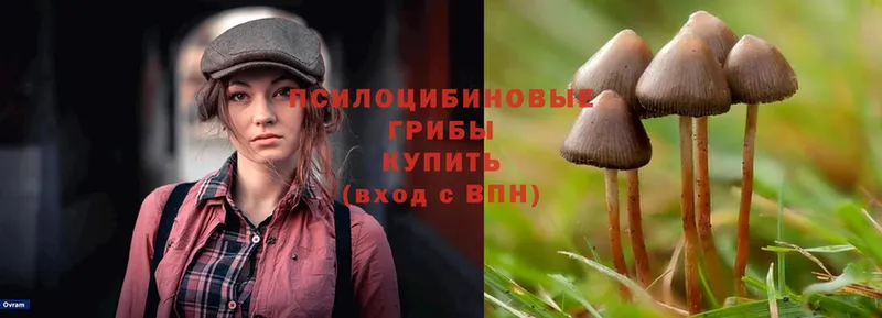 OMG ссылка  Саратов  Псилоцибиновые грибы Psilocybe 