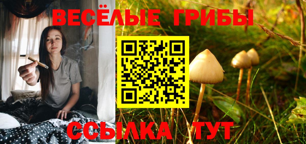 Галлюциногенные грибы Psilocybine cubensis Саратов